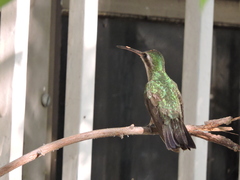 Cynanthus latirostris