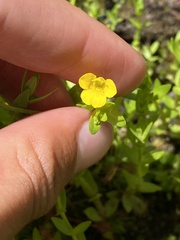 Gratiola aurea