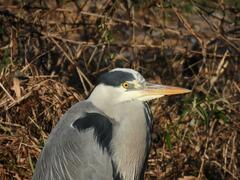 Ardea cinerea