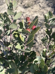 Arctostaphylos silvicola