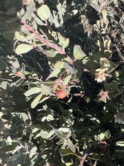 Arctostaphylos silvicola