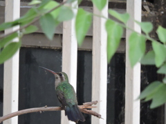 Cynanthus latirostris