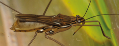 Limnometra
