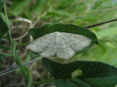 Scopula incanata