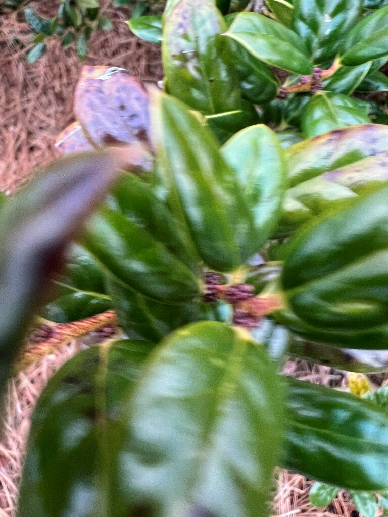 plants from Fayetteville, NC, USA on January 23, 2023 at 1153 AM by