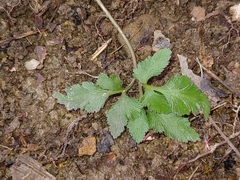 Sceptridium oneidense