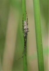 Tetragnatha laboriosa