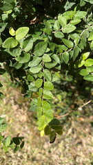 Ficus pumila