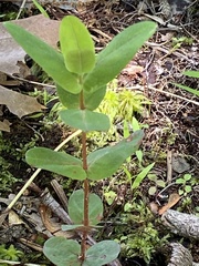Hypericum virginicum
