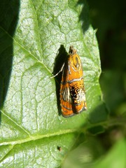 Olethreutes arcuella