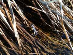 Melanophryniscus stelzneri