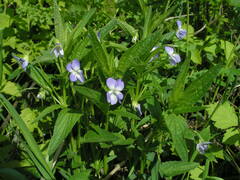 Viola elatior