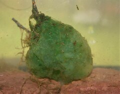 Oophila amblystomatis