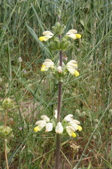 Phlomis