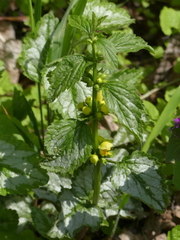 Lamium galeobdolon argentatum