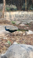 Pavo cristatus