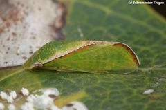 Petalocephala