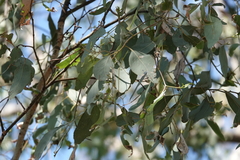 Eucalyptus albens