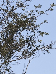 Holoptelea integrifolia