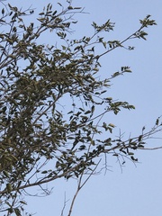 Holoptelea integrifolia