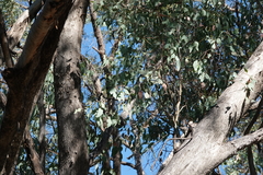 Eucalyptus albens
