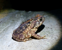 Rhinella