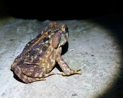 Rhinella