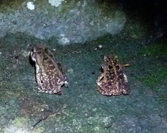 Rhinella
