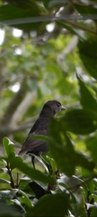 Haplospiza