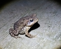 Rhinella