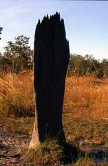 Amitermes meridionalis