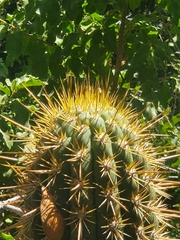 Trichocereus chiloensis chiloensis