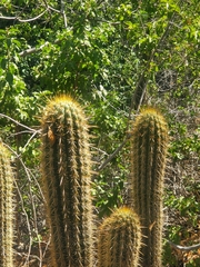Trichocereus chiloensis chiloensis