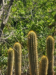 Trichocereus chiloensis chiloensis