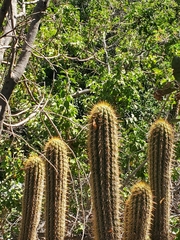 Trichocereus chiloensis chiloensis