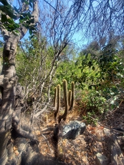 Trichocereus chiloensis chiloensis