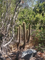 Trichocereus chiloensis chiloensis
