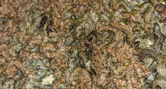 Pachygrapsus