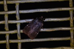 Austramathes purpurea