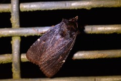 Austramathes purpurea