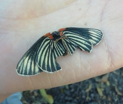 Chlosyne ehrenbergii
