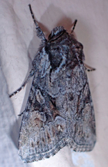 Lacinipolia sareta