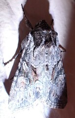 Lacinipolia sareta