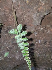 Asplenium trichomanes