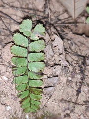 Adiantum malesianum