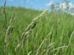Festuca valesiaca