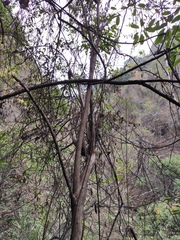 Glochidion billardierei