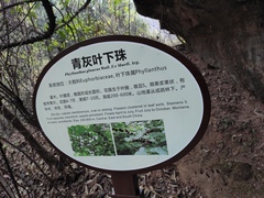 Glochidion billardierei