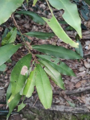 Ardisia quinquegona