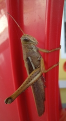 Schistocerca pallens